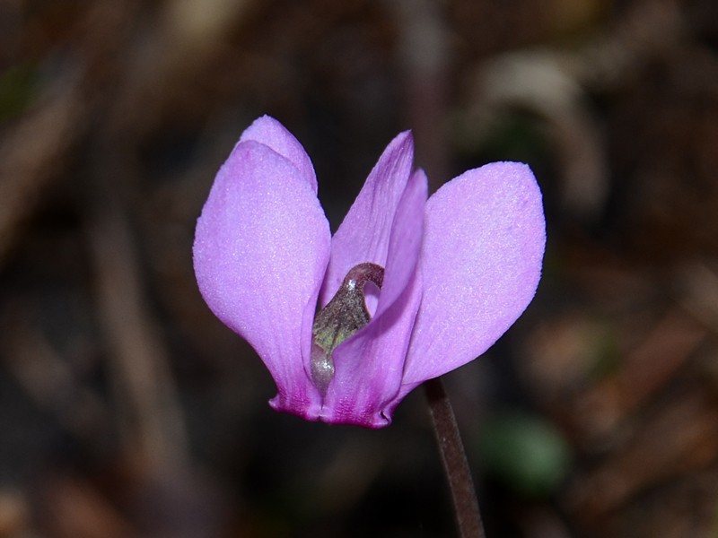 Cyclamen purpurascens